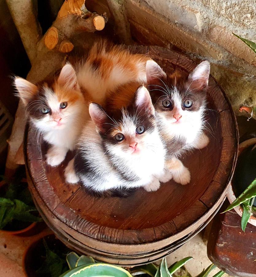 Agriturismo Il Vecchio Mandorlo Perugia Bagian luar foto