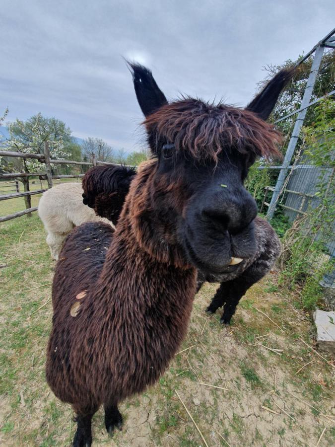 Agriturismo Il Vecchio Mandorlo Perugia Bagian luar foto