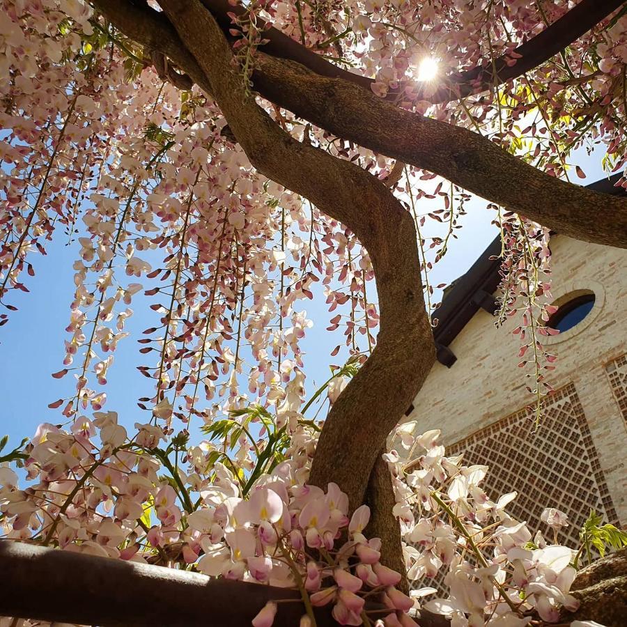 Agriturismo Il Vecchio Mandorlo Perugia Bagian luar foto