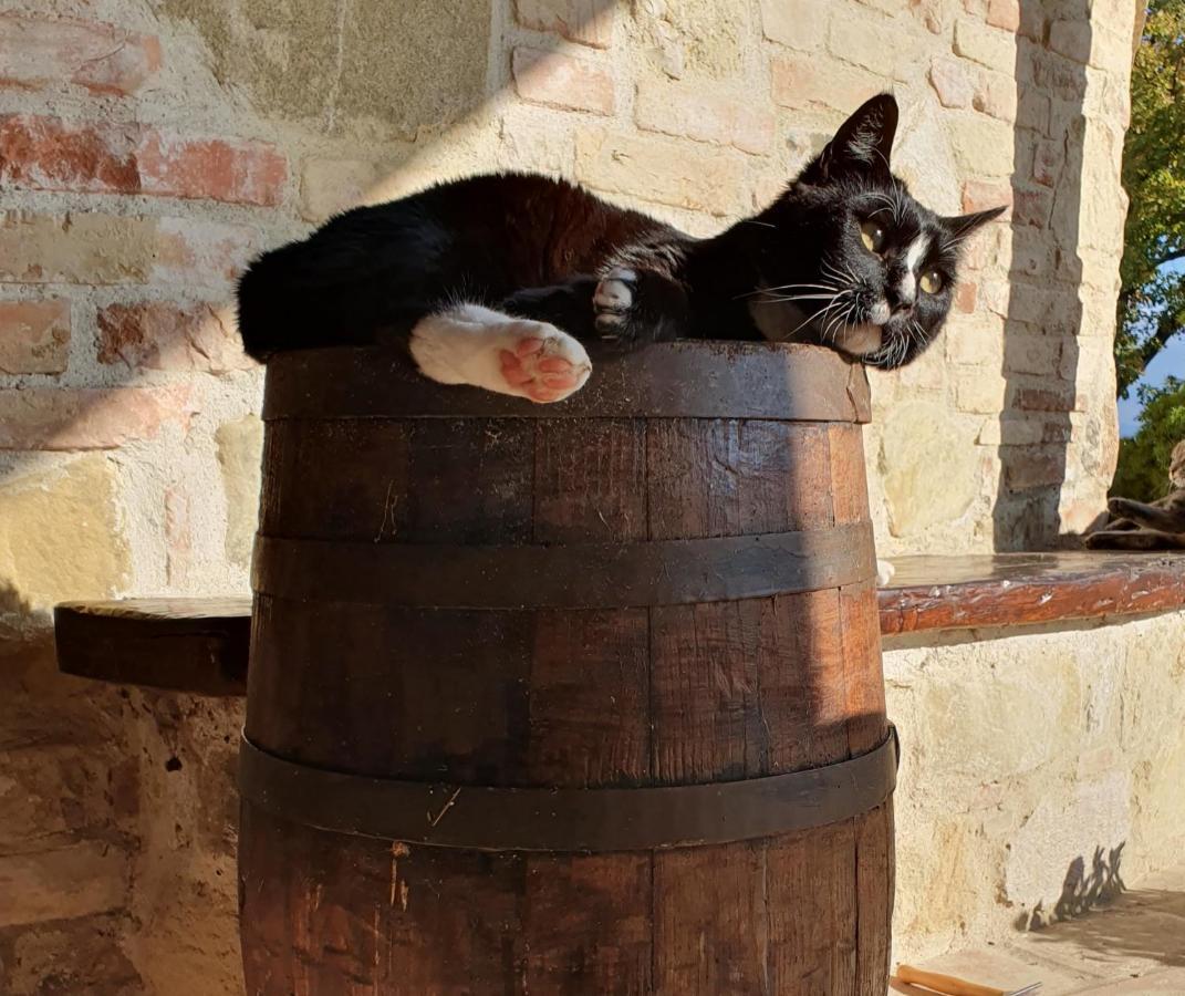 Agriturismo Il Vecchio Mandorlo Perugia Bagian luar foto