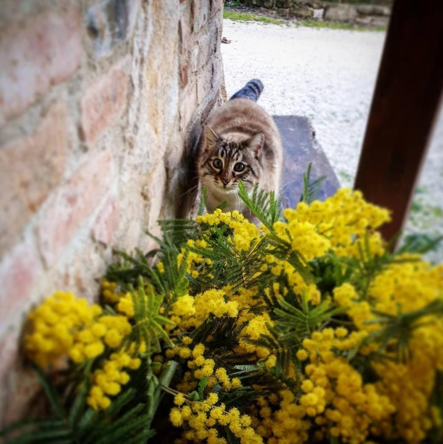 Agriturismo Il Vecchio Mandorlo Perugia Bagian luar foto