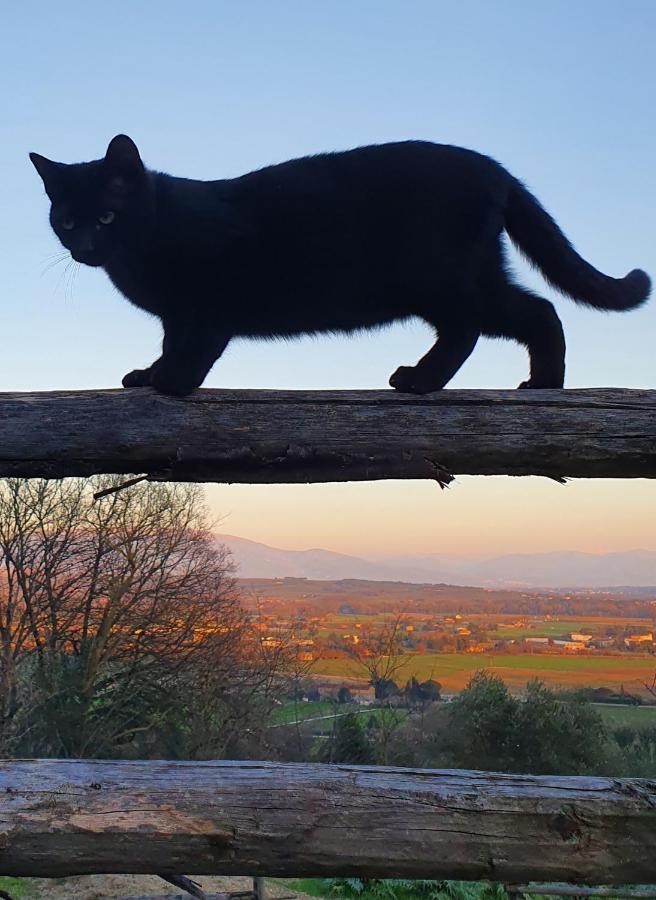 Agriturismo Il Vecchio Mandorlo Perugia Bagian luar foto
