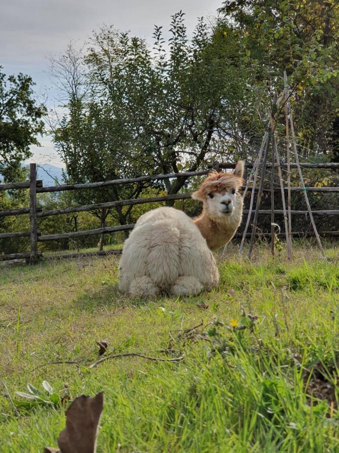 Agriturismo Il Vecchio Mandorlo Perugia Bagian luar foto